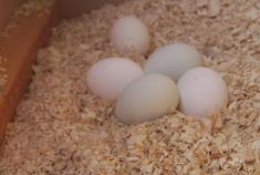 La gran estafa de los huevos orgánicos
