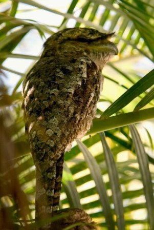 Podargo Papú, es un ave nocturna.<br />Se caracteriza por su pico, grande, chato y encorvado, que utilizan para cazar insectos. Su vuelo es débil. Descansan horizontalmente en las ramas durante el día, camuflados por su plumaje. Ponen tres huevos blancos en la orqueta de una rama; incuba la hembra por la noche y el macho durante el día.