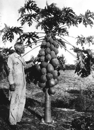 Frutos de papaya inusualmente abundantes; Condado de Manatee, 1939