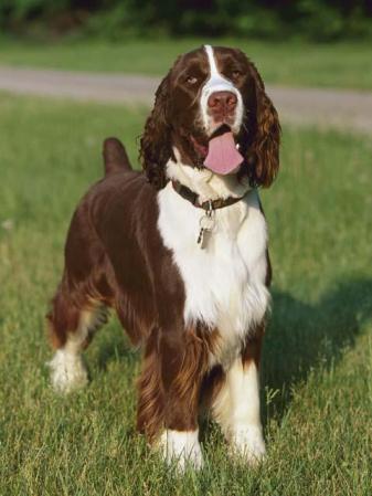 El Springer Spaniel Inglés está catalogado en la posición número ocho entre las razas de perros más agresivos.