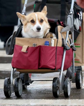 Los perros son mascotas queridas por todos, pero hay amos que irían hasta el último extremo por sus amigos de cuatro patas.