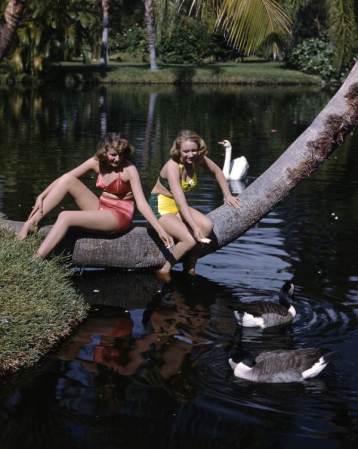 Dos floridanas con cisnes, en el Sarasota Jungle Gardens (1948).