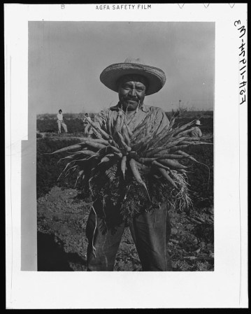 Campesino recolector de zanahorias.