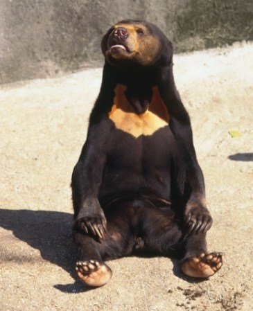 Oso de sol