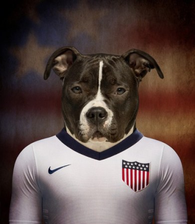 Stafford Terrier Americano / Estados Unidos