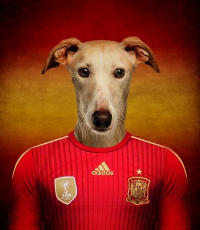 Galgo Español / España