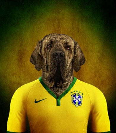 Mastín / Brasil