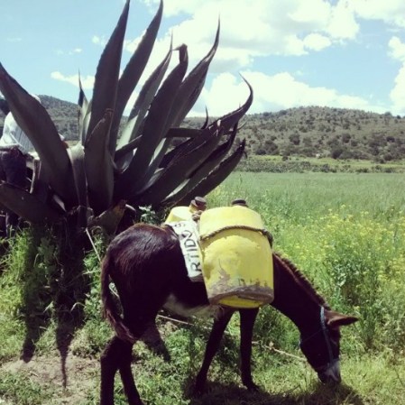 Pulque. Es una bebida alcohólica tradicional de México, de origen prehispánico, elaborada a partir de la fermentación del jugo o aguamiel del agave o maguey.