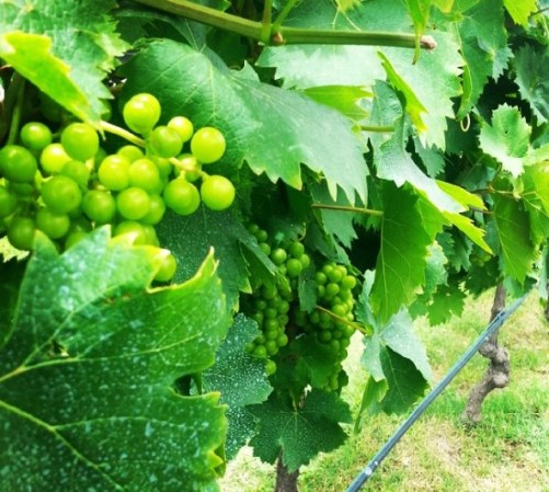 Vino: En el central estado de Querétaro también se produce vino, principalmente blanco espumoso, muy similar al de la región de Champange, en Francia.