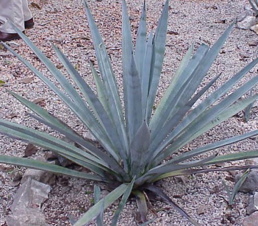La bella y exótica planta del agave azul.