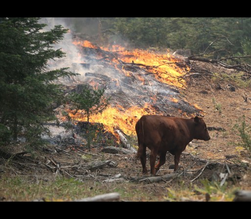 Un trágico e histórico incendio amenaza a Yosemite, un tesoro natural de la nación.