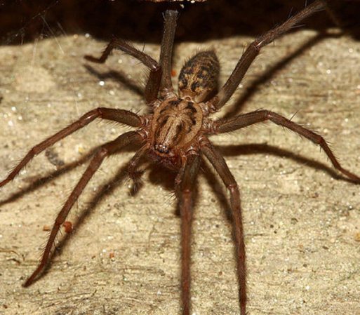 Los científicos desarrollaron un pegamento adhesivo, parecido a la seda de una araña. El material ofrece una adherencia increíble, se aplica fácilmente y se retira con suavidad.
