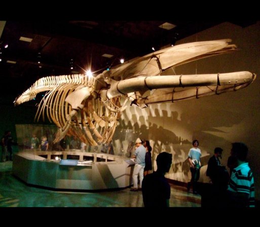 Museo de Historia Natural del Condado de Los Ángeles