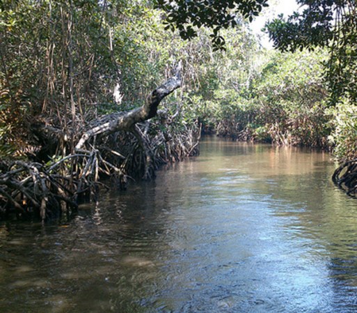TECOLUTLA, VERACRUZ. Date un paseo por el rio Tecolutla y los Manglares. Es un lugar idóneo para ir a descansar cerca de la playa y disfrutar de una noche tranquila.
