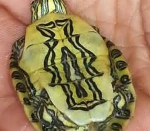 Según los lugareños de un pequeño pueblo de Panamá, la virgen se apareció en el estómago de una tortuga y no van desencaminados porque la imagen es asombrosa.
