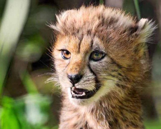 Vea más animales preciosos pero mortíferos como los felinos...