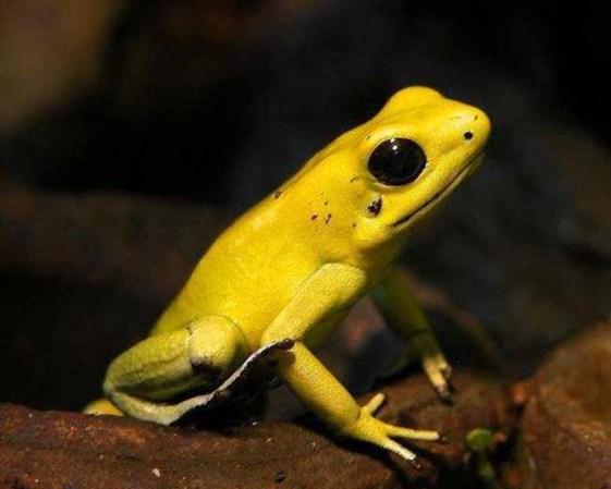 Una preciosa rana dardo tiene uno de los peores venenos en el planeta, tanto, que los nativos utilizaban su veneno para los dardos.