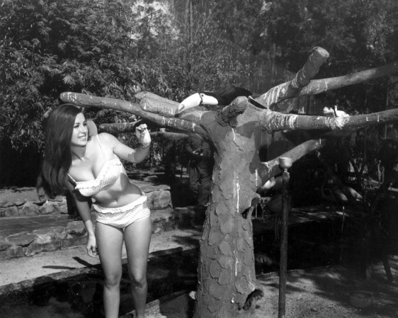 ¿Pueden ver el tucan? Foto tomada en los Sunken Gardens, Saint Petersburg (1968).