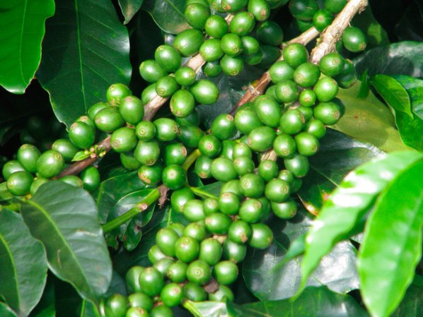 14. Café verde: tiene una sustancia que evita que el cuerpo absorba las calorías de los carbohidratos y grasas
