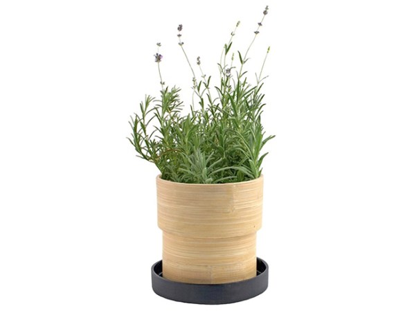 Una deliciosa planta de lavanda es una gran idea para mantener el aroma y relajarnos como debe ser. Adquiere una en prostores.com, $20.
