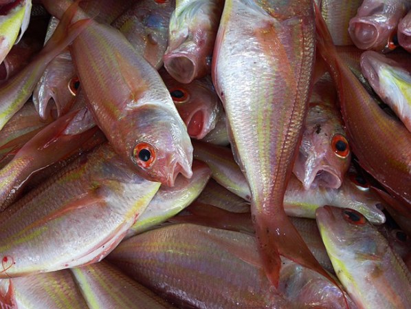Saber filetear un pescado.