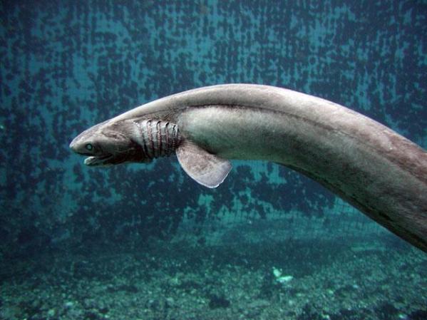 El tiburón anguila es una de las especies más parecidas a los tiburones prehistóricos que vivieron hace 350 millones de años.
