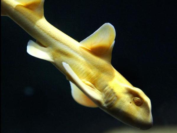 Este tiburón Port Jackson, original de Australia de caracteriza por la extraña forma de la cabeza, además este ejemplar capturado tiene algún tipo de albinismo por lo que salió de color amarillo.