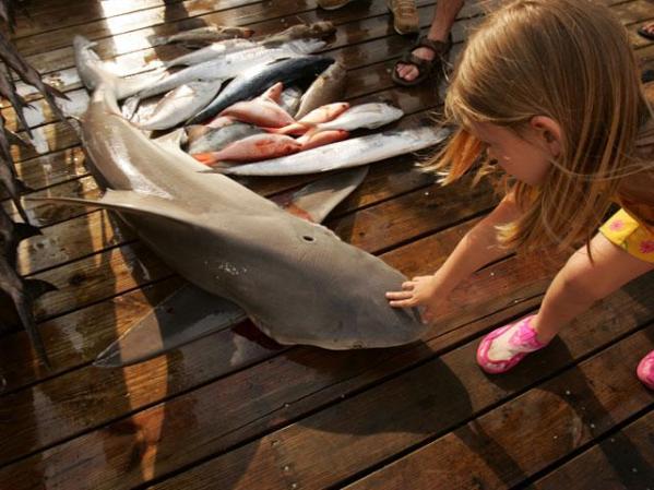 Esta especia tolera el agua dulce por lo que es frecuente que se meta en los ríos. En el lago de Nicaragua hay una suespecie de estos tiburones, se descubrió que incluso nadan contra corriente brincando como los salmones.