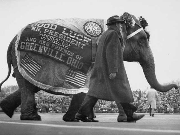 Un elefante (símbolo del Partido Republicano) desfila en la toma de posesión de Eisenhower el 1 de enero de 1953.