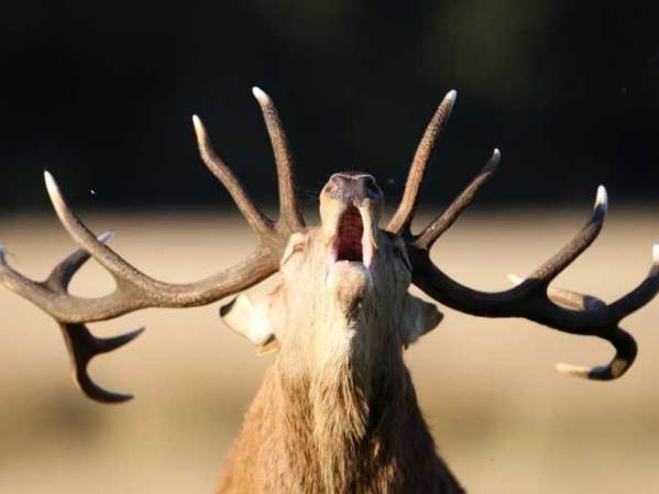 Un venado rojo británico, símbolo de la la majestuosidad del bosque.