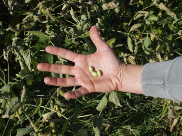 La soya es una rica fuente en proteína baja en grasas. Además te mantiene satisfecho, lo cual es mejor para controlar el apetito.