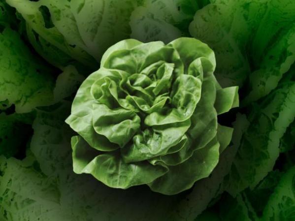 Las verduras de hojas verdes como la lechuga,son los alimentos más delicados de consumir. Por eso hay lavarlos muy bien. A estos se les relaciona con la salmonella y el E. Coli. El vinagre resulta muy útil para aniquilarlos.