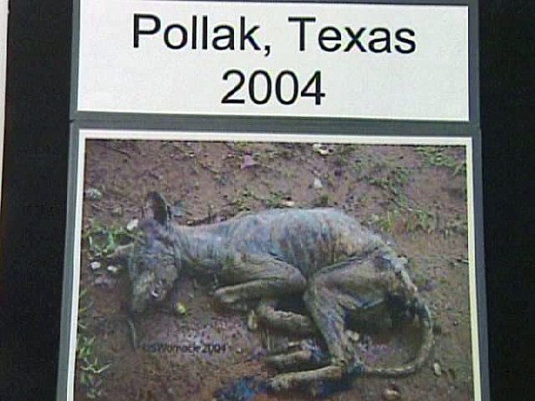Pollak, Texas