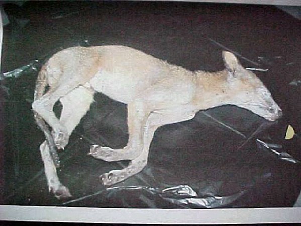 Saben que están cerca de descubrir todo el misterio del chupacabras.