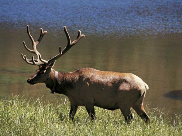 FAIRBANKS ALASKA: Los venados no pueden copular en las calles.