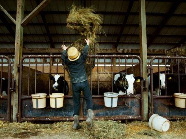 OCTUBRE, 2006: Trabajo en una granjera Amish, en Pensilvania.