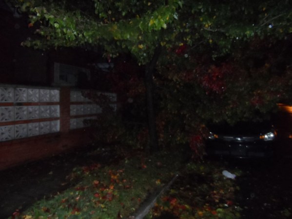 Arbol encima de un automóvil.