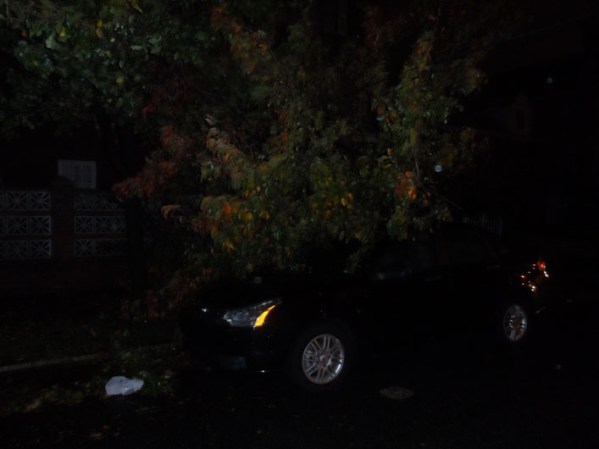 Arbol encima de un automovil.