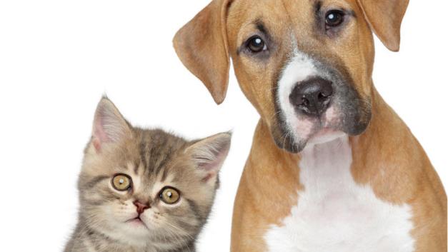 Todo el peso de la ley para los que no sigan las nuevas reglas sobre estas mascotas.