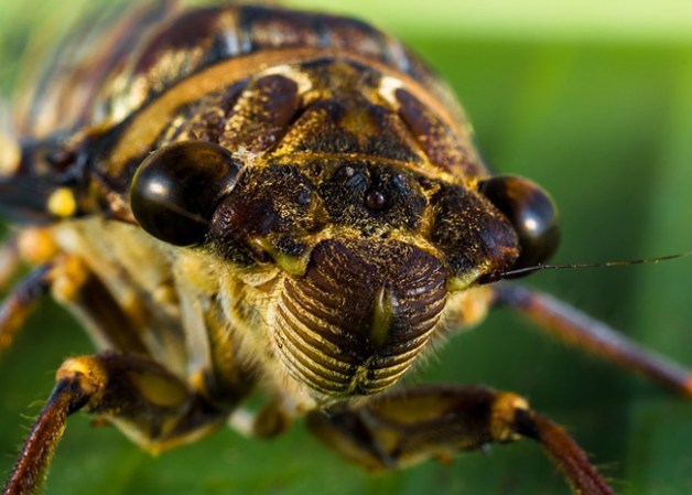 Los mosquitos, moscas y otros insectos son los responsables de causar enfermedades en 1 de cada 2 personas en América.