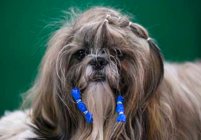 Estas mascotas están... para comérselas.
