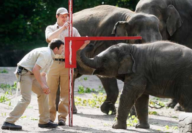 Asi como Assam, un elefante asiatico, muchos animales "menores de edad" fueron medidos por los trabajadores del zoologico durantes un inventario de animales bebesen el zoologico de Hagenbeck eh Hamburgo Alemania.