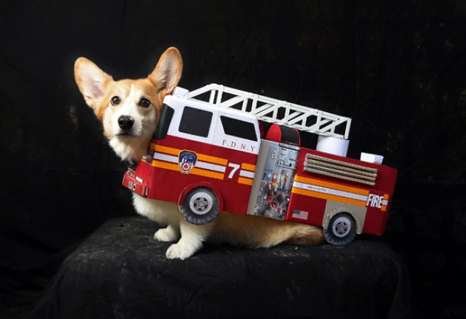 Varias mascotas se dieron cita al desfile “Tompkins Square Halloween Dog Parade” de Nueva York , una fiesta de Halloween para perros por todo lo alto.