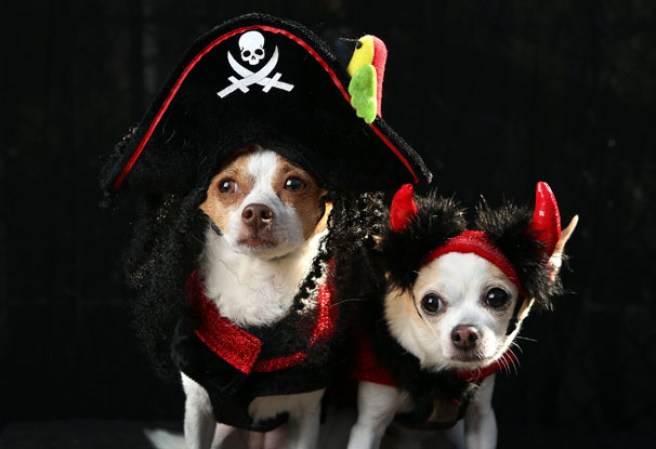 Varias mascotas se dieron cita al desfile “Tompkins Square Halloween Dog Parade” de Nueva York , una fiesta de Halloween para perros por todo lo alto.