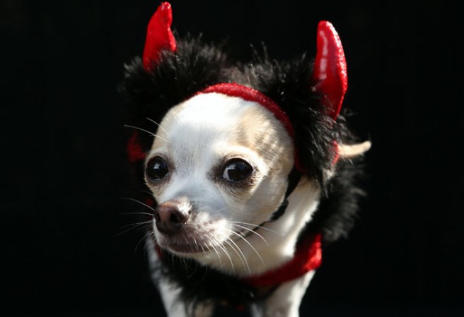 Varias mascotas se dieron cita al desfile “Tompkins Square Halloween Dog Parade” de Nueva York , una fiesta de Halloween para perros por todo lo alto.