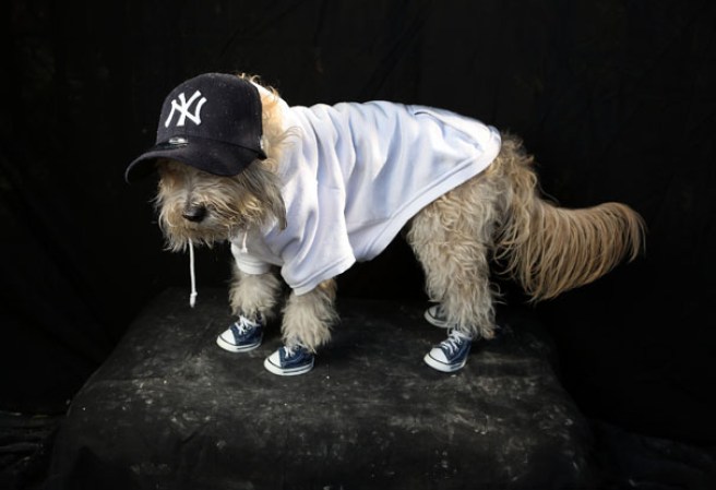 Varias mascotas se dieron cita al desfile “Tompkins Square Halloween Dog Parade” de Nueva York , una fiesta de Halloween para perros por todo lo alto.