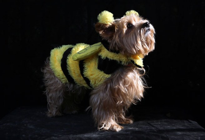 Varias mascotas se dieron cita al desfile “Tompkins Square Halloween Dog Parade” de Nueva York , una fiesta de Halloween para perros por todo lo alto.