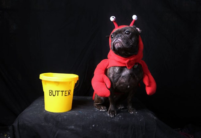 Varias mascotas se dieron cita al desfile “Tompkins Square Halloween Dog Parade” de Nueva York , una fiesta de Halloween para perros por todo lo alto.