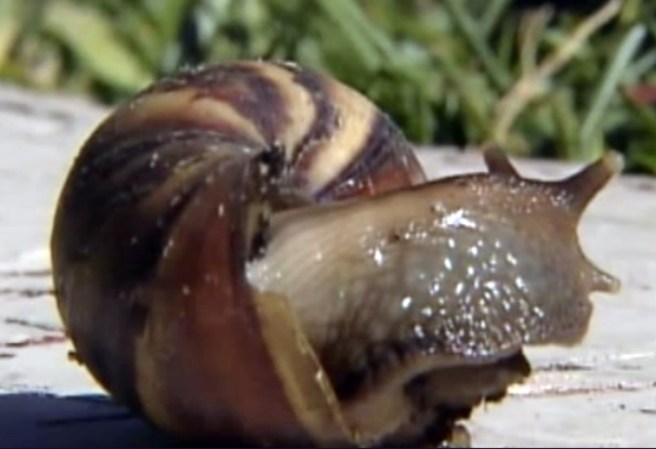 17 DE MAYO, 2013: Una rara especie de caracol gigante ha sembrado el pánico en Texas.