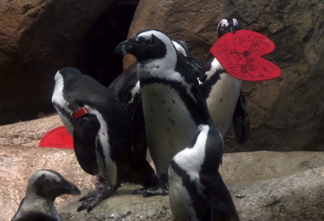 ¡Hasta los pingüinos en un zoológico de San Francisco celebran el amor!